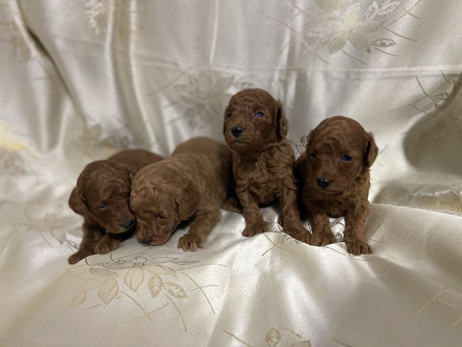 Пуделі 3 тижні ( 2 хлопчики,2 дівчинки)