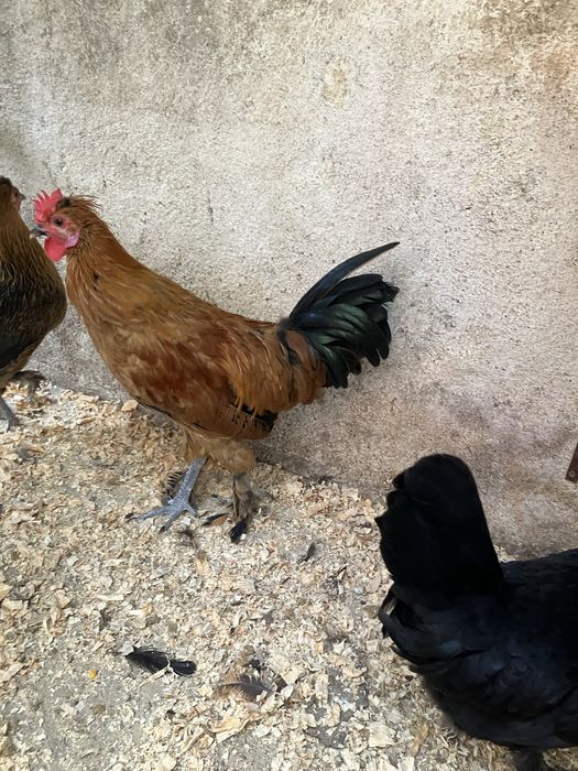 Paduanas nascidas dia 28-04-2026 muito bonitas e saudaveis o macho já canta vendo o trio por 20€ cada uma!