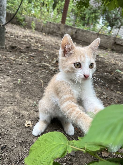 Віддається кошеня