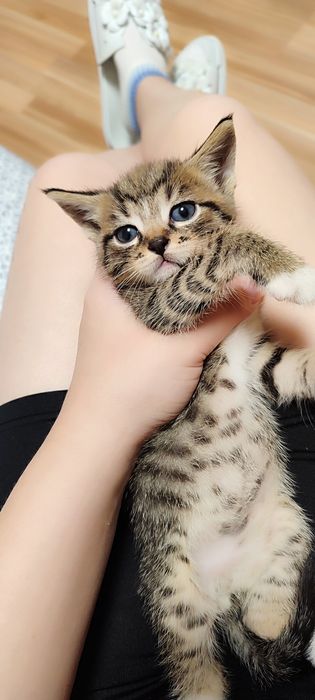 Віддамо кошенят в добрі руки
