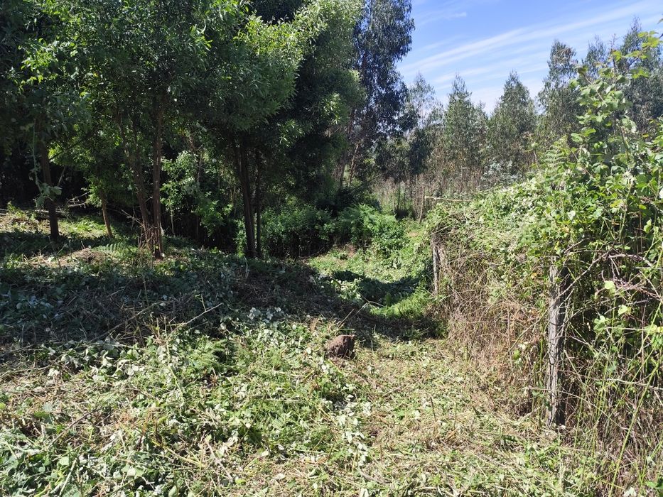 Limpeza de terrenos