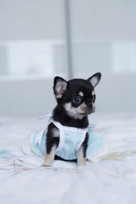 Chihuahua FCI dziewczynka