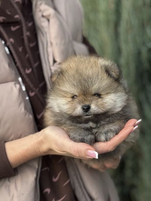 Радість у мініатюрі - нереальний Померанський хлопчик