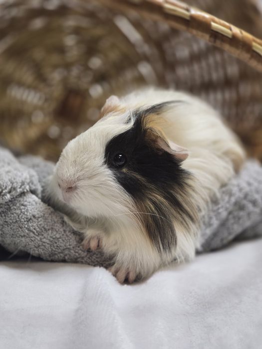 Морские свинки разных пород