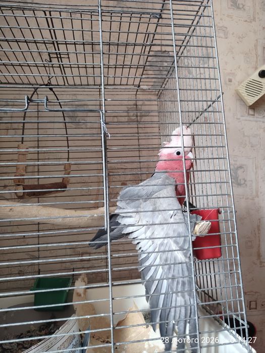 Клітки для папуг какаду