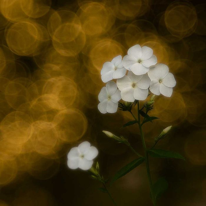 MEYER-OPTIK GÖRLITZ TRIOPLAN 2.8/100  gwint M42    Soap bubble bokeh