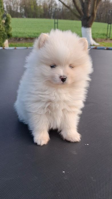 Szpic miniaturowy Pomeranian