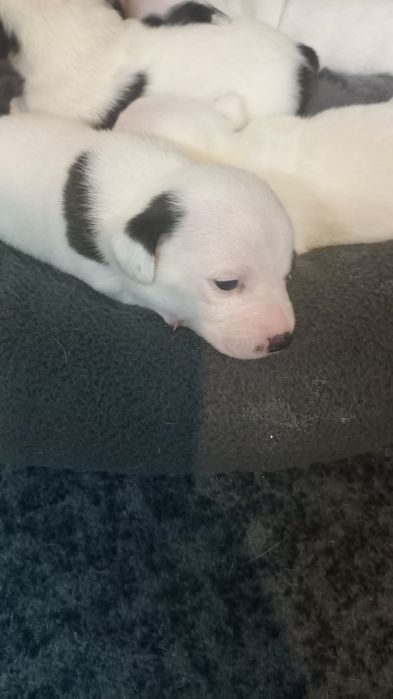 Щенки Джек Рассел