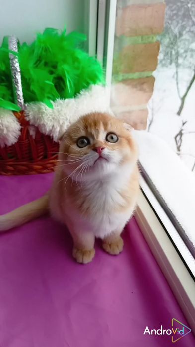 Висловуха дівчинка золота шиншила