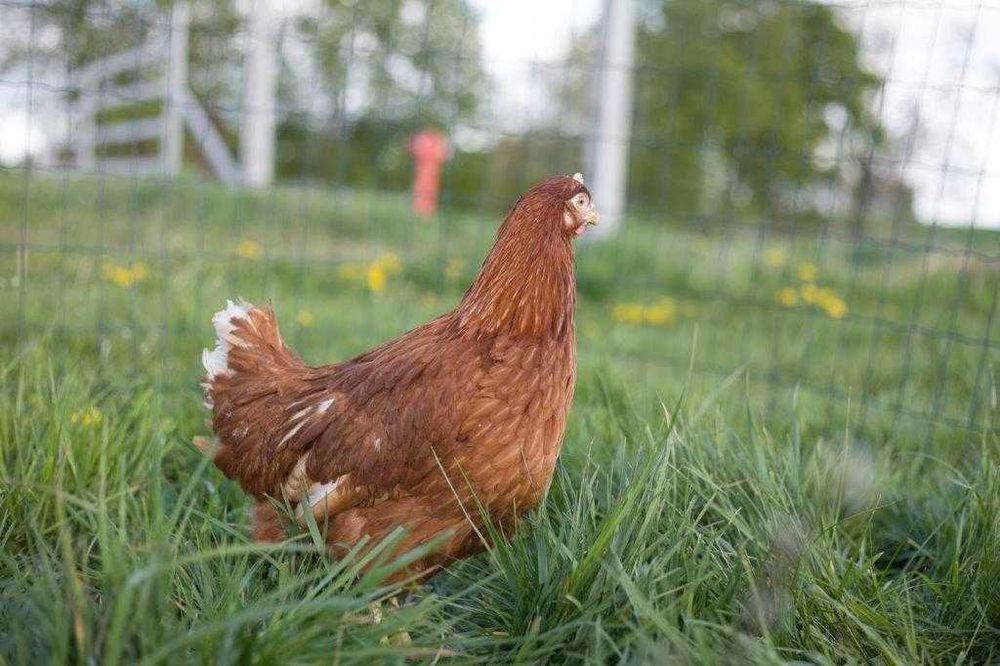 Kurki nioski Tetra brązowa dowóz Gratis