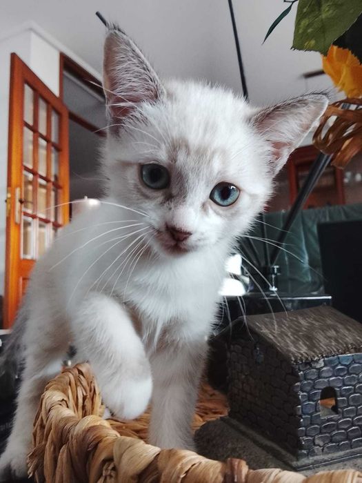 Gatinha Branca (3 meses)