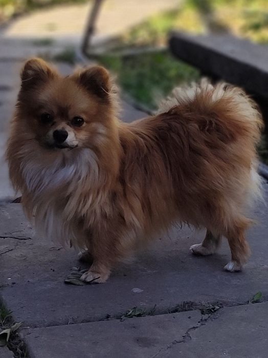 Продається померанський