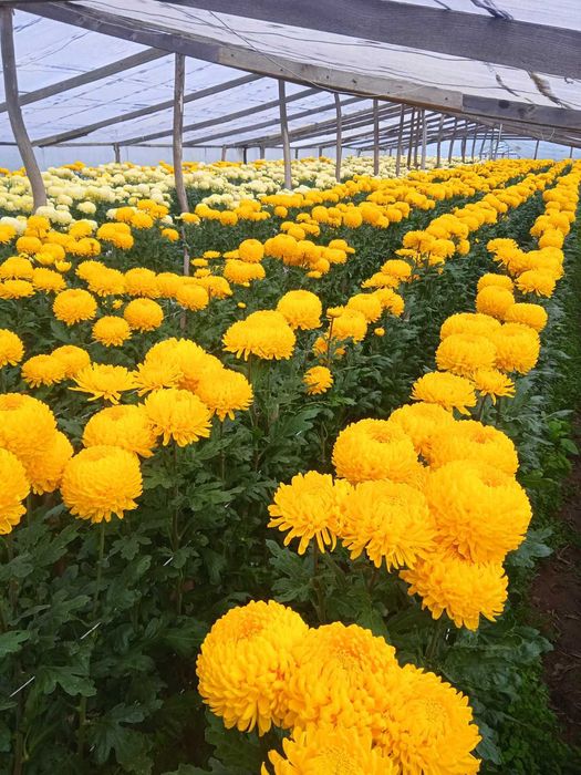 Маточники одноголової  хризантеми