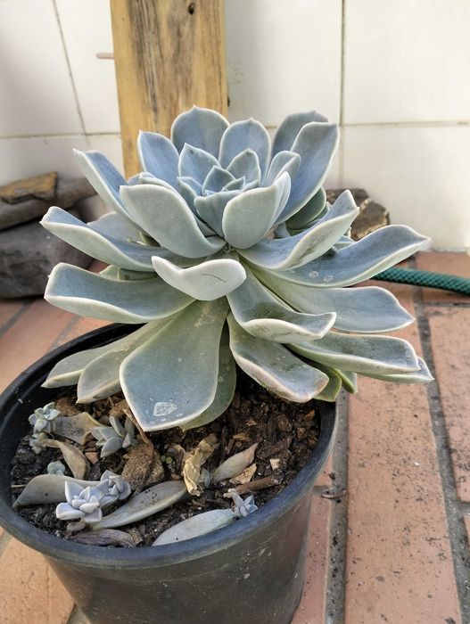Suculenta familia Echeveria Rockrose