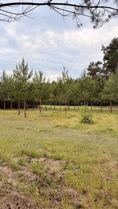 Unikalna działka budowlana 1091 m² pod Łodzią przy lesie - Widok 5