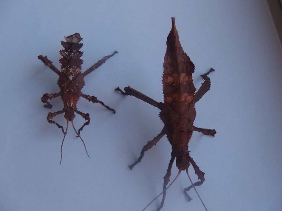 Straszyk olbrzymi parka L5