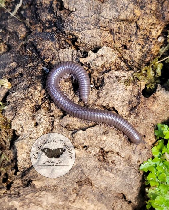 Telodeinopus aoutii - krocionóg kenijski, Krocionogi Wije