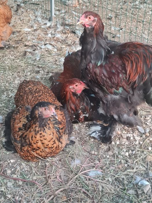 Galinhas e galos  Brahma