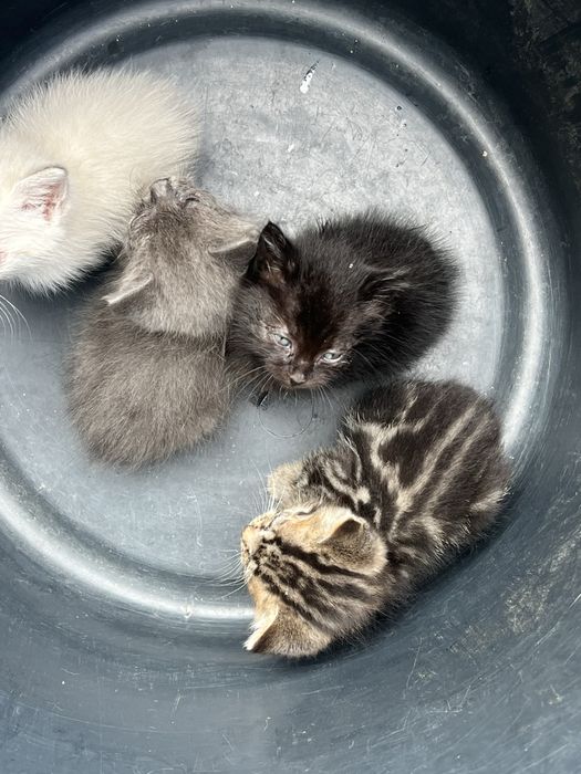 Gatinhos para adoçao