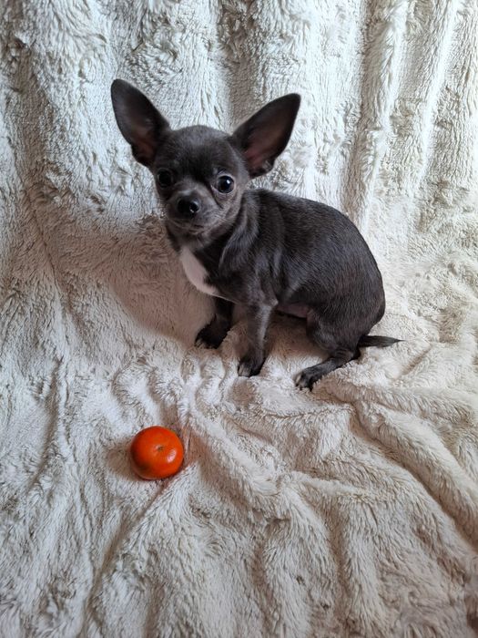 Zarezerwowany.Chihuahua 5 miesięcy 2 kg.