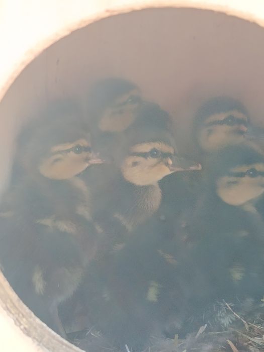Vendo patos reais
