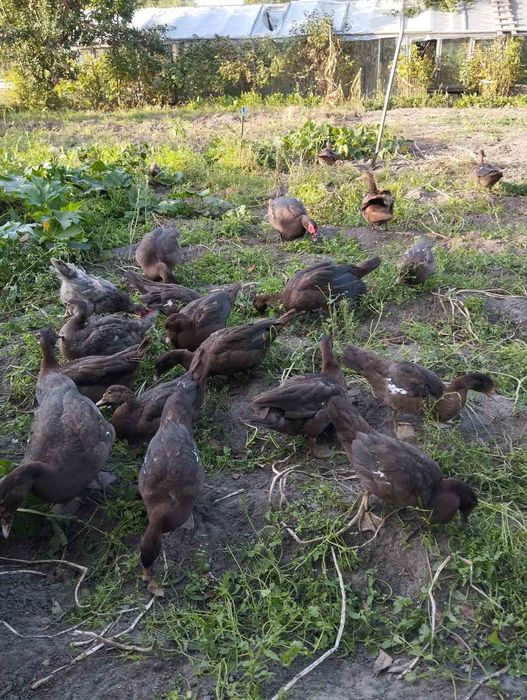 Індокачки(шипуни,индоутки)Німецької селекції важка лінія