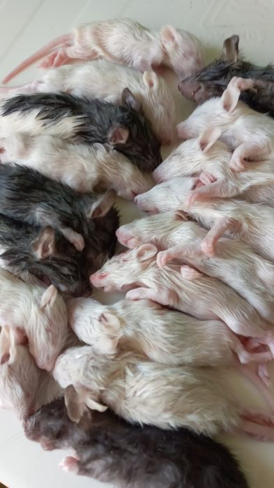 Кормовые крысы своего разведения