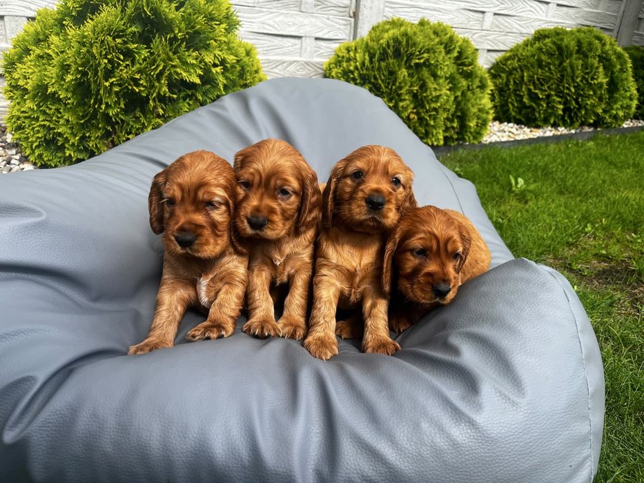 Suczka cocker spaniel angielski