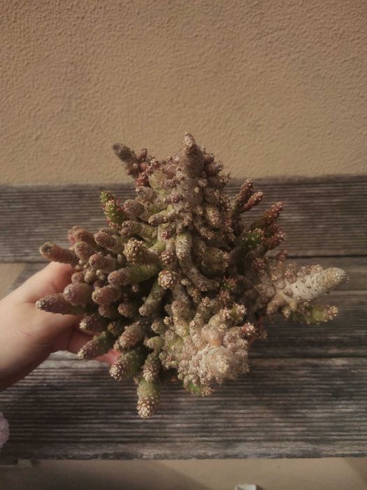 Vaso com vários cactos