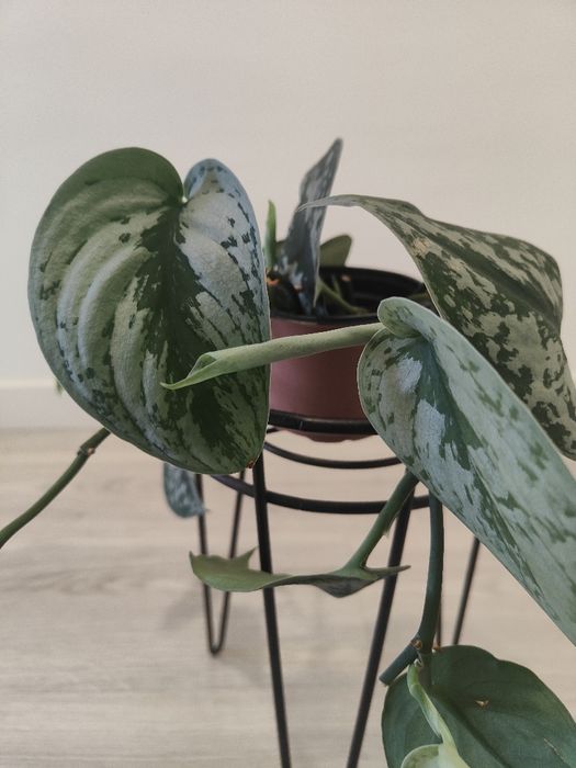 Scindapsus Pictus Trebie // planta interior