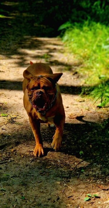 Бордоскій дог вязка