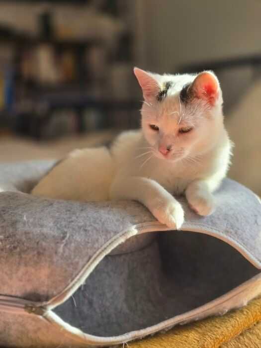 Fala i Charlotte - kotki, koty do adopcji