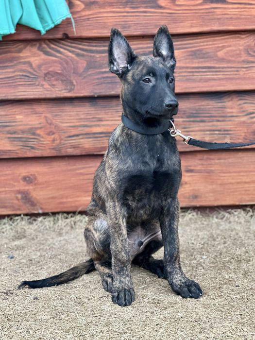 Шикарный крупный мощный пацан рабочего разведения!