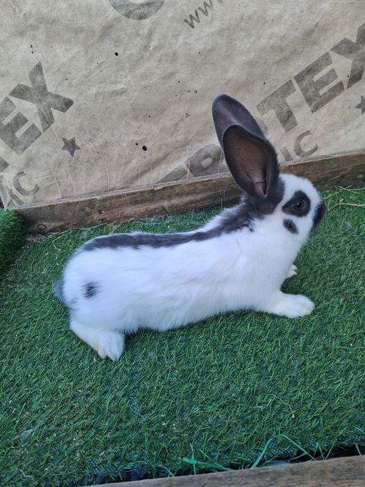 Кролі кролики німецький строкач,.