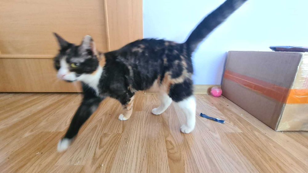 Delikatna i spokojna kotka BIBI