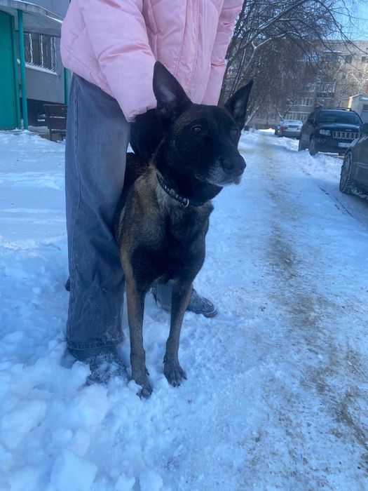 Малыши бельгийской овчарки