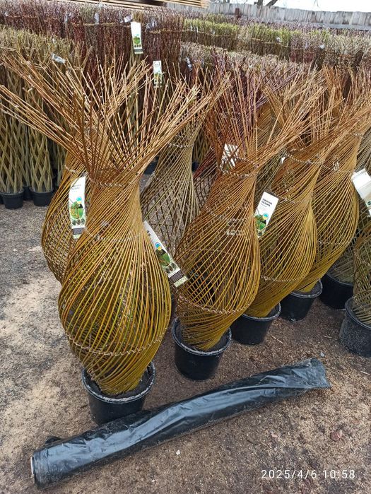 Іва,живі дерева,бутилочні дерева,івовий прут,свіжий зріз.Лоза для плет