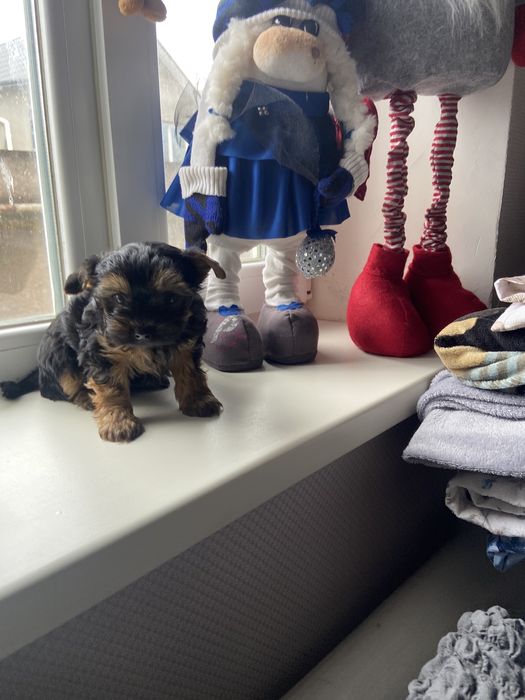 Хлопчик, гарнюній йорчик