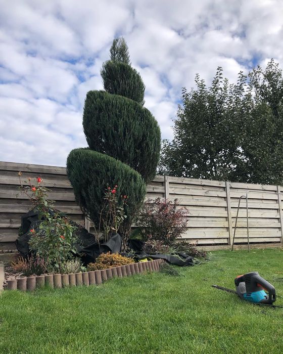 Стрижка хвойних ,топіарне мистецтво