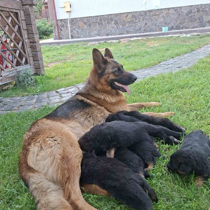 Цуценята німецької вівчарки