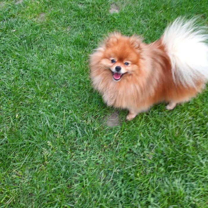 Померанский шпиц ищет девочкуу