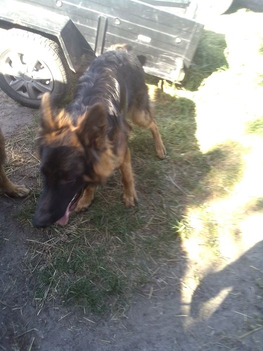 Німецька вівчарка