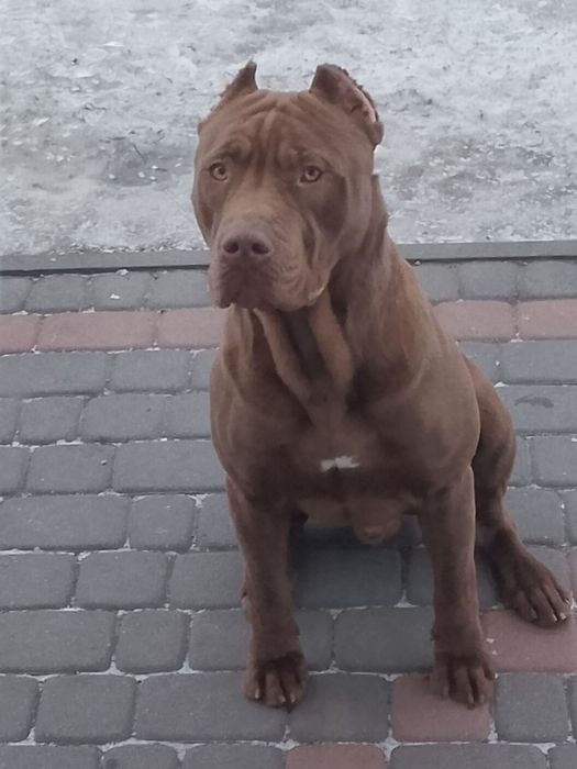 Zapowiedź miotu Pit Bull