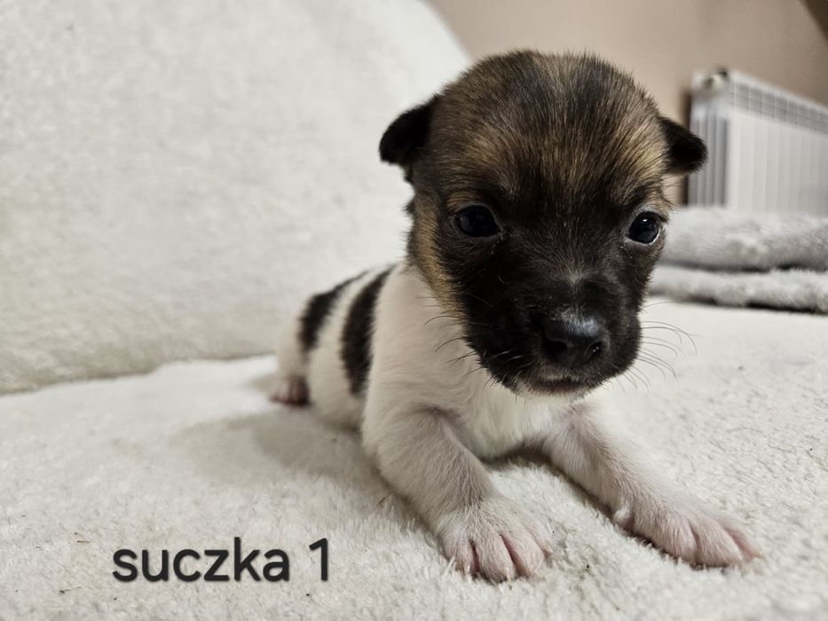 Słodka Suczka Jack Russell Terrier