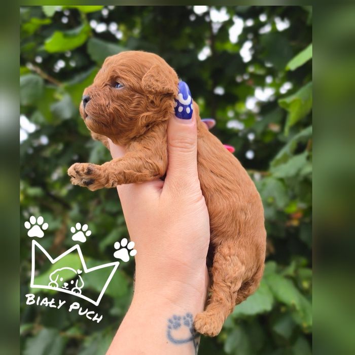 Cavapoo cavadoodle toy Mini red brown badania wyprawka paszport