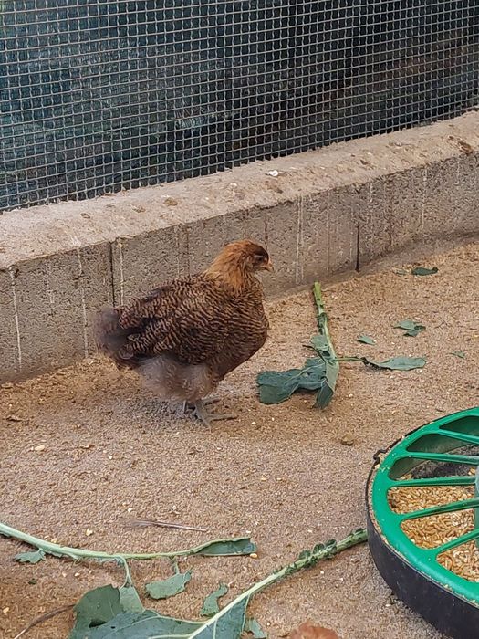 Pintos e Frangos Orpington Perdiz