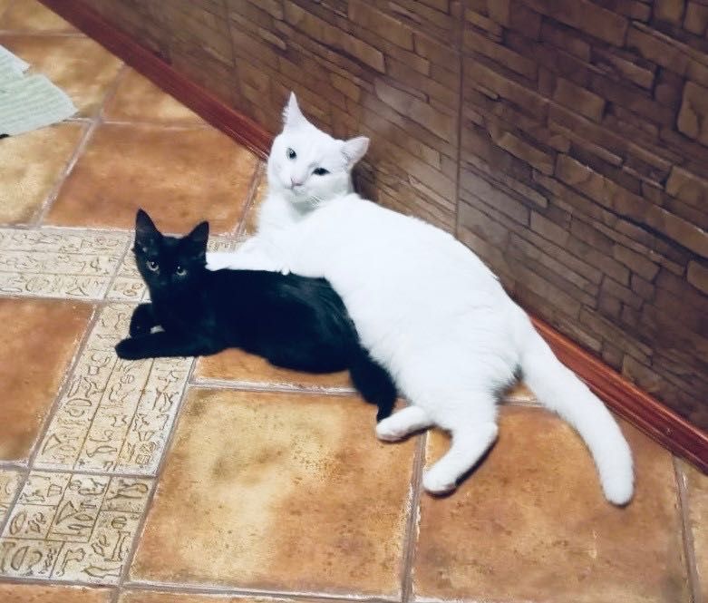 Котята отдам котики котенок мальчик