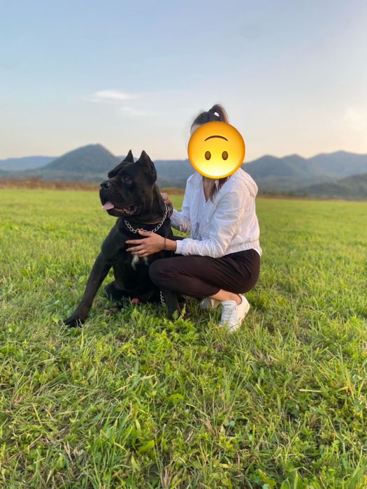 Вязка кане корсо