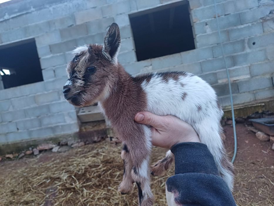 Cabritos "Micro-anões" Legítimos