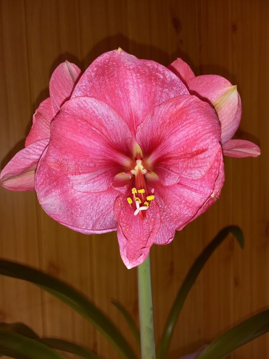 Гіпеаструм, амариллис Laggon